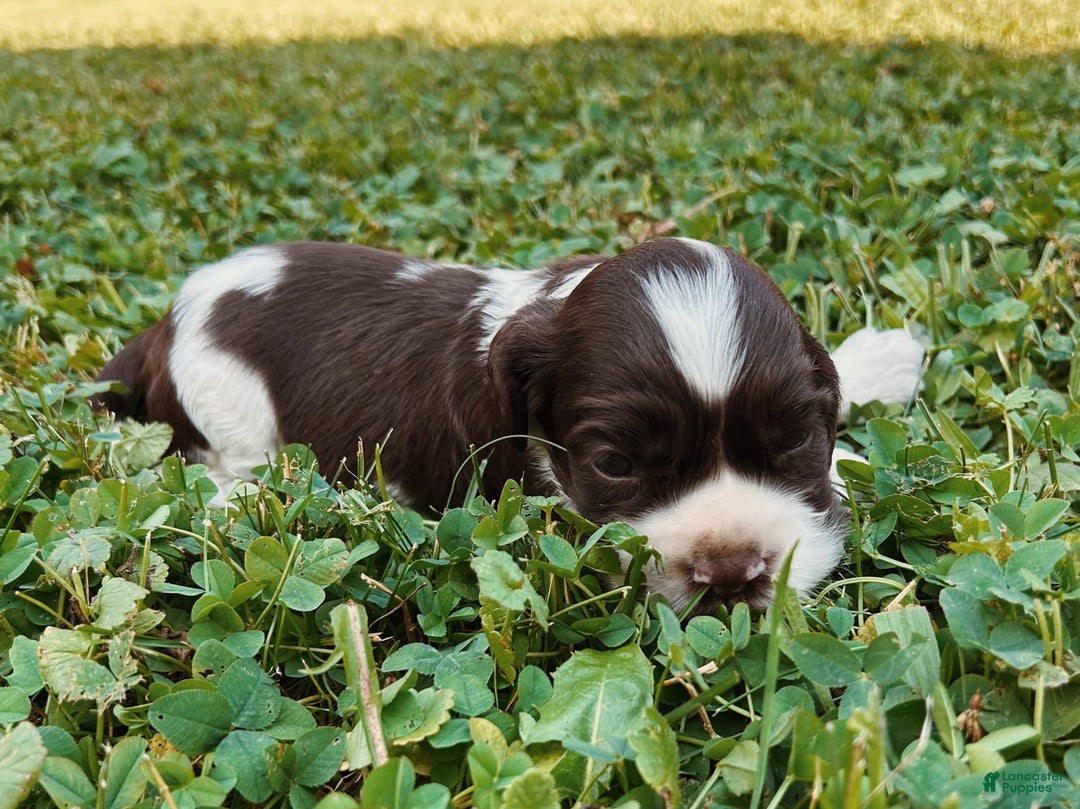 Cocker Spaniel dogs for sale: Sammy - Image 2