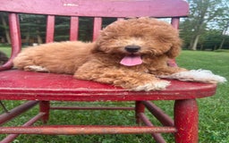 Cavapoo dogs for sale: Cooper - Image 10