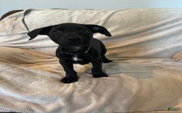 German Shepherd dogs for sale: Dean - Image 2