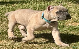 Cane Corso dogs for sale: Georgia - Image 11