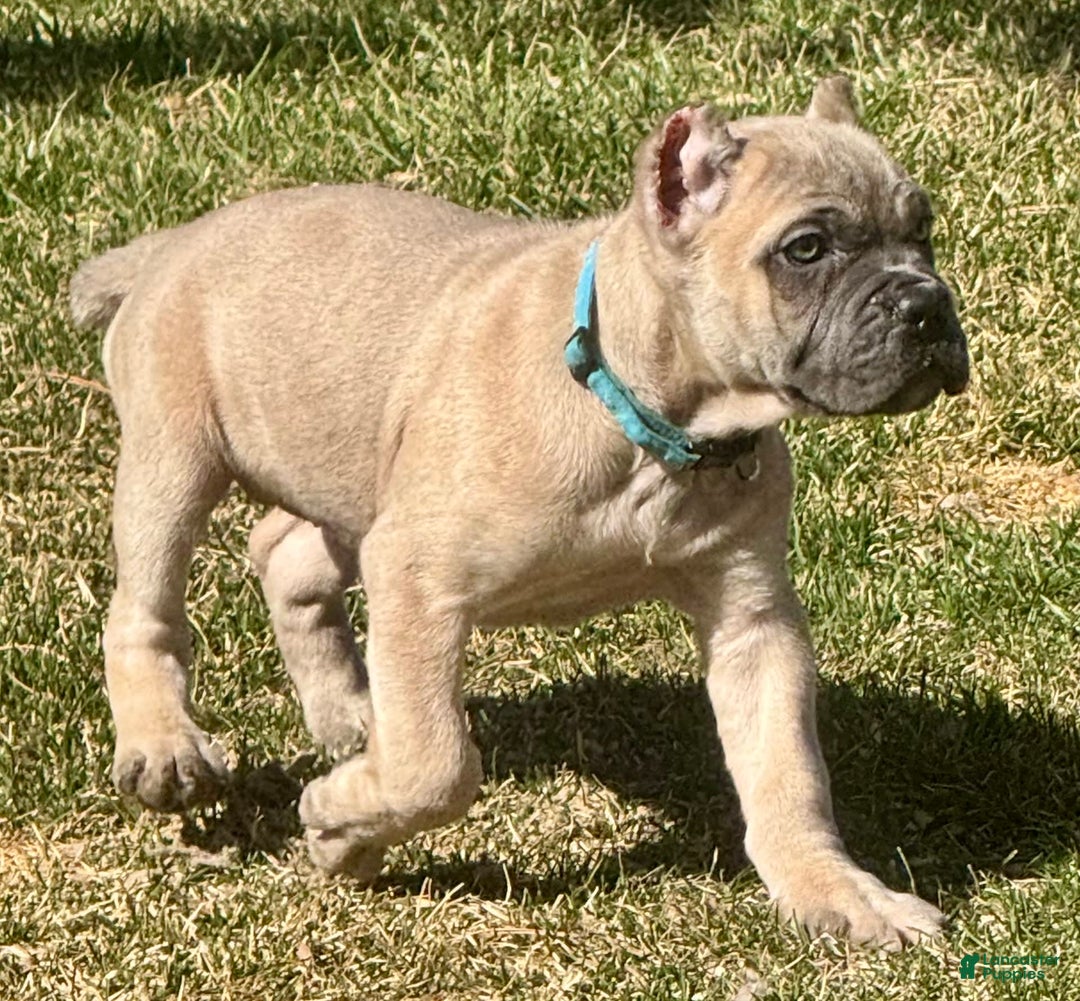Cane Corso dogs for sale: Georgia - Image 11