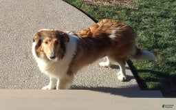 Collie dogs for sale: Bandit - Image 13