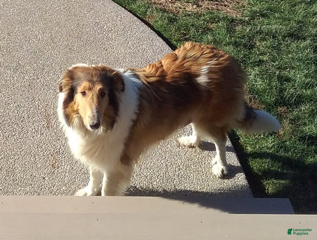 Collie dogs for sale: Bandit - Image 13