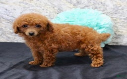 Miniature Poodle dogs for sale: Proctor - Image 2