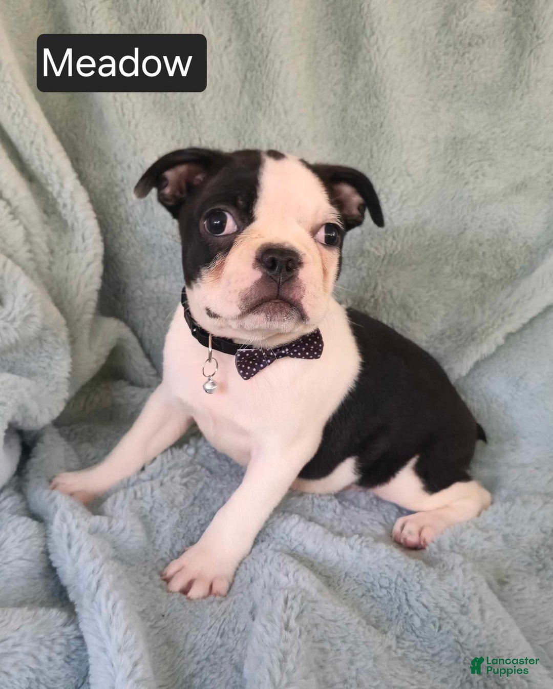 Boston Terrier dogs for sale: Meadow - Image 5