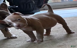 American Bully dogs for sale: Moe - Image 7