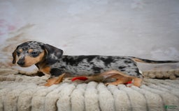 Miniature Dachshund dogs for sale: Ryder - Image 6