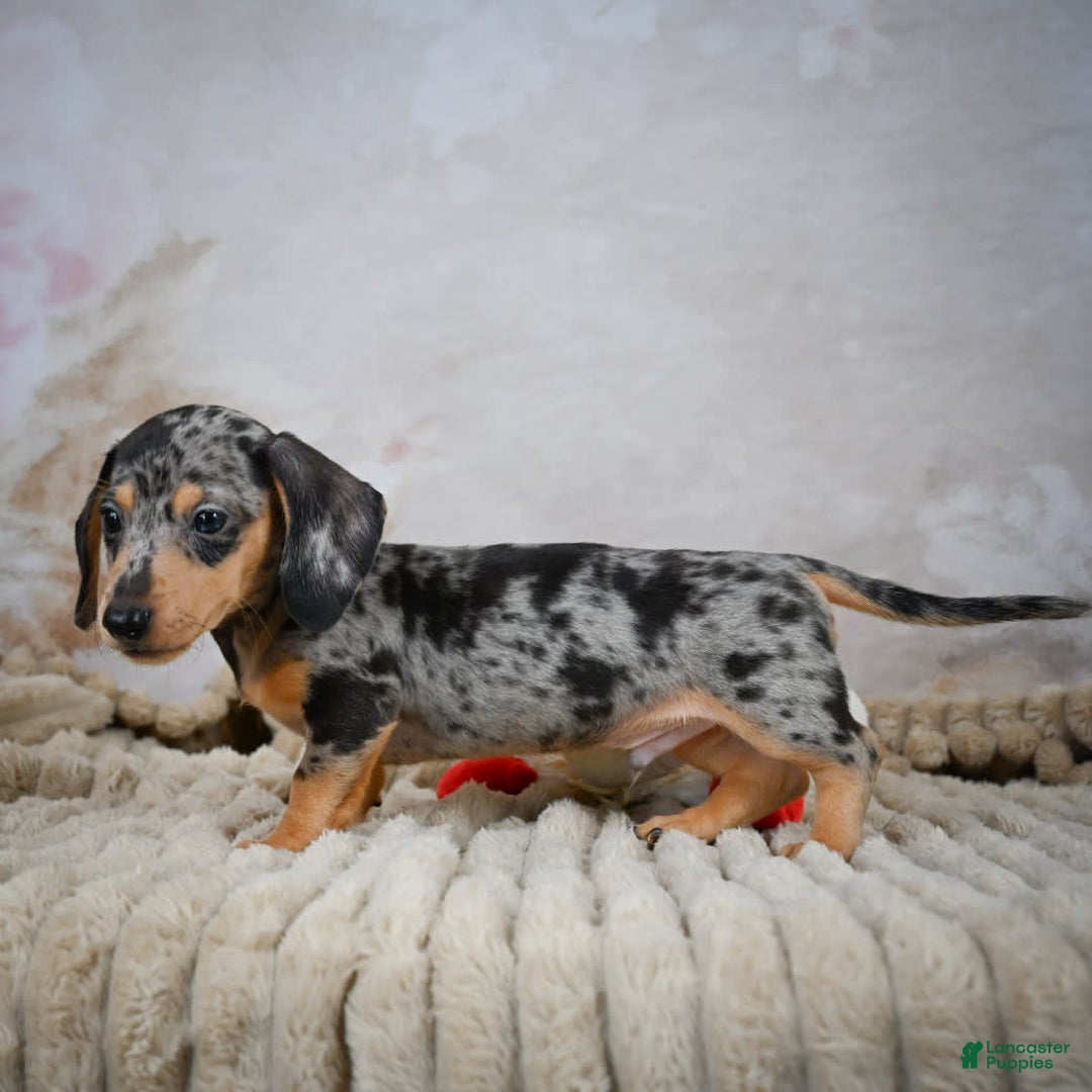 Miniature Dachshund dogs for sale: Ryder - Image 6