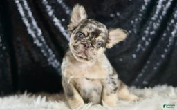 French Bulldog dogs for sale: Mocha - Image 3