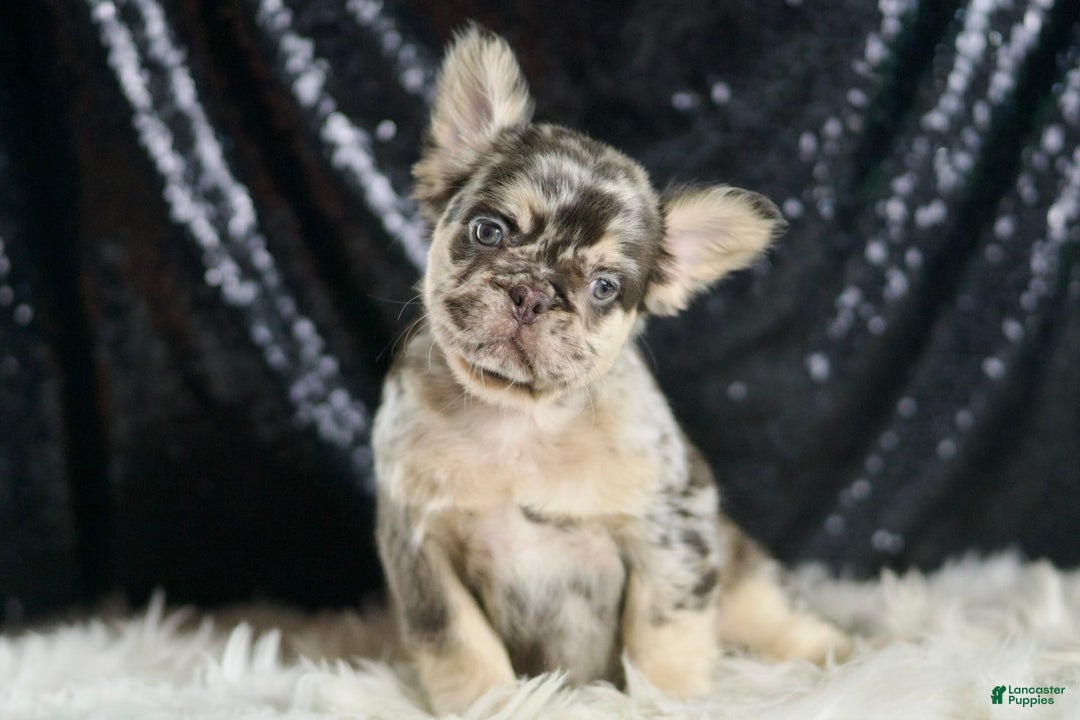 French Bulldog dogs for sale: Mocha - Image 3