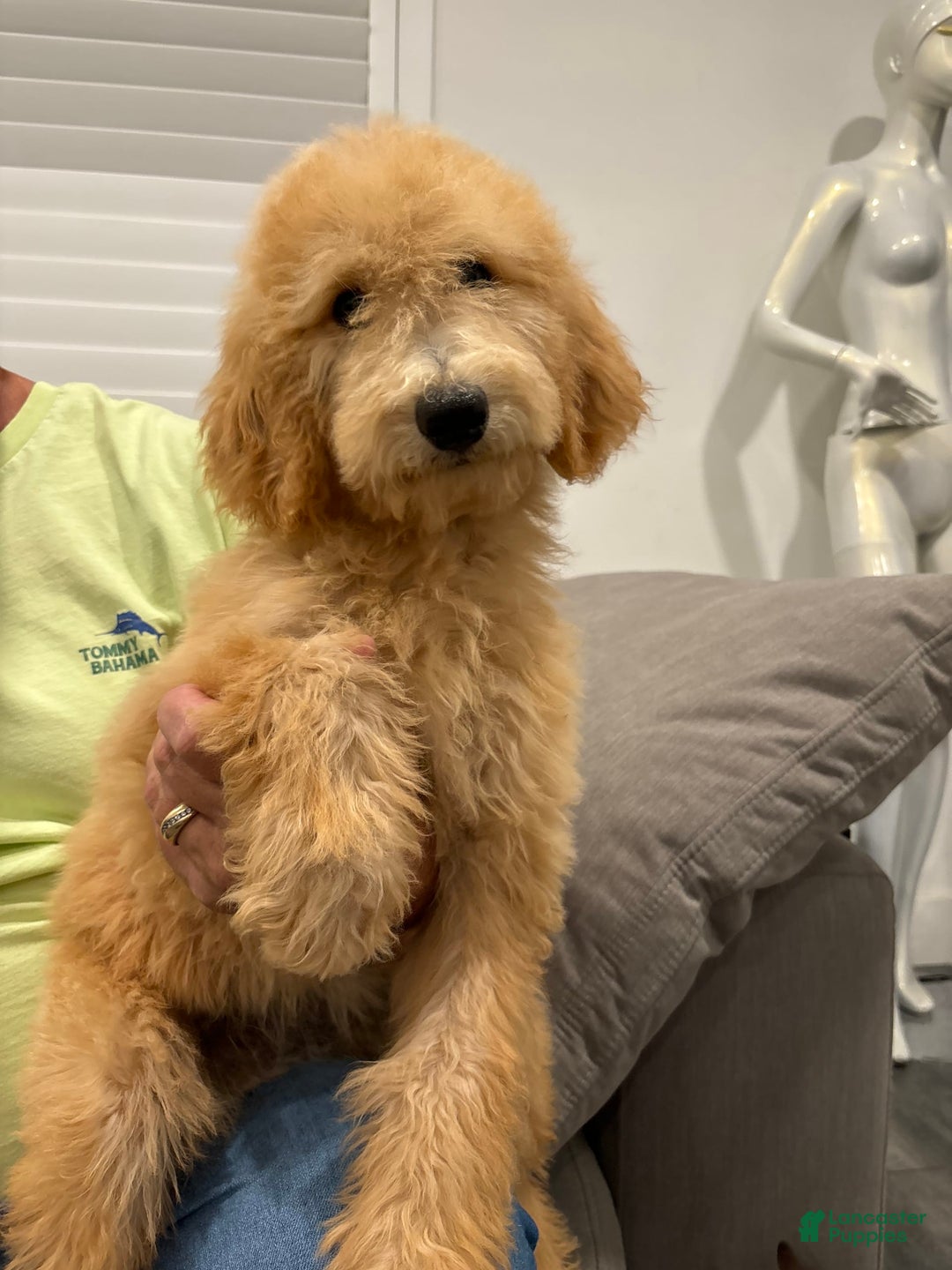 Goldendoodle dogs for sale: Leo - Image 4