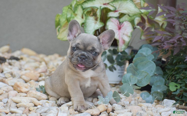 French Bulldog dogs for sale - Ad 1