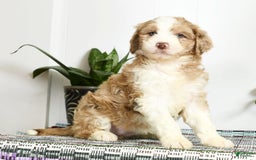 Aussiedoodle dogs for sale: Trixy - Image 6