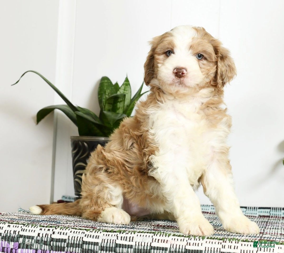 Aussiedoodle dogs for sale: Trixy - Image 6