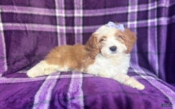 Cavapoo dogs for sale: Sophie - Image 6
