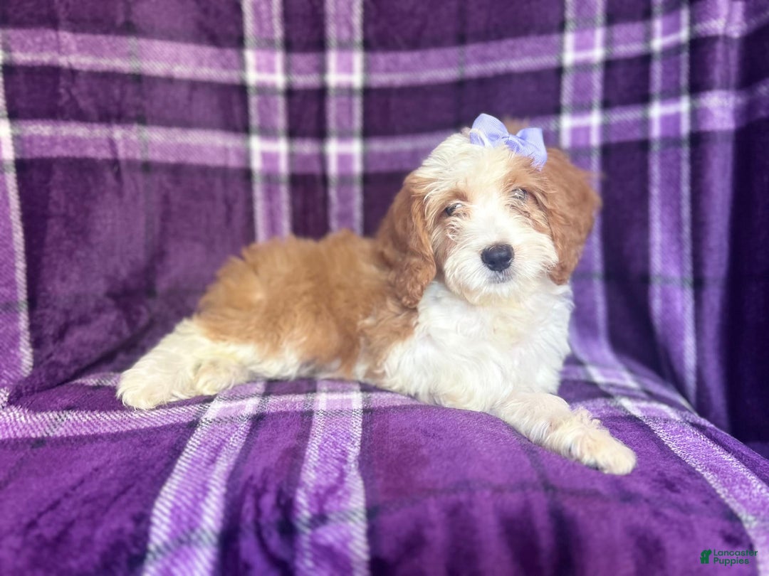 Cavapoo dogs for sale: Sophie - Image 6