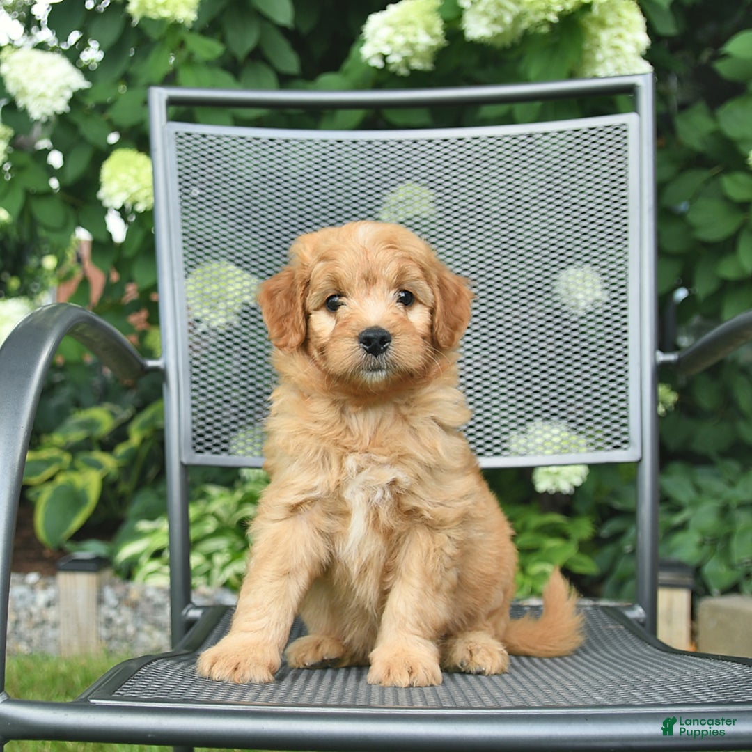 Mini Goldendoodle dogs for sale: Luca - Image 2