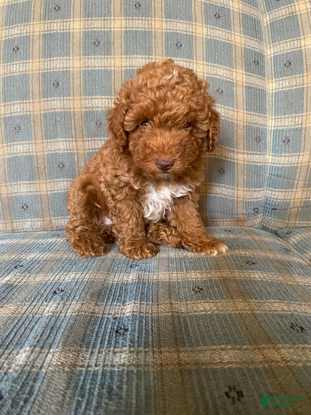 Miniature Poodle dogs for sale: Bailey - Image 2