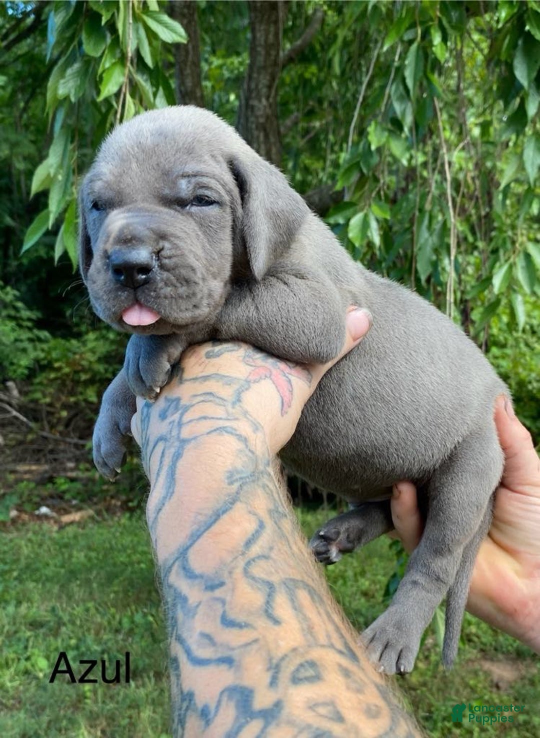 Great Dane dogs for sale: Azul - Image 1