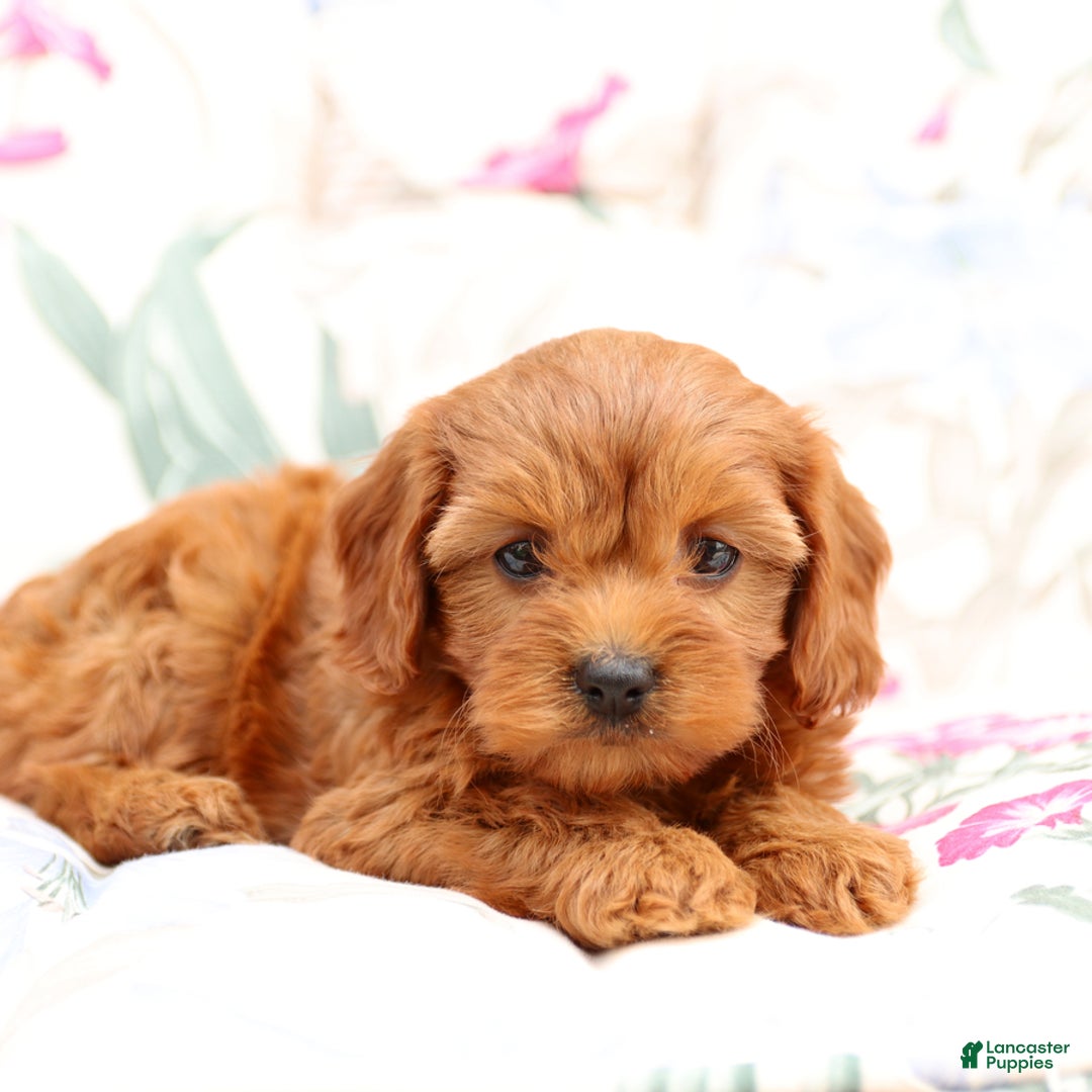 Cavapoo dogs for sale: Cavapoo 5 puppies - Image 16