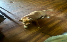American Pit Bull Terrier dogs for sale: Ginger - Image 2