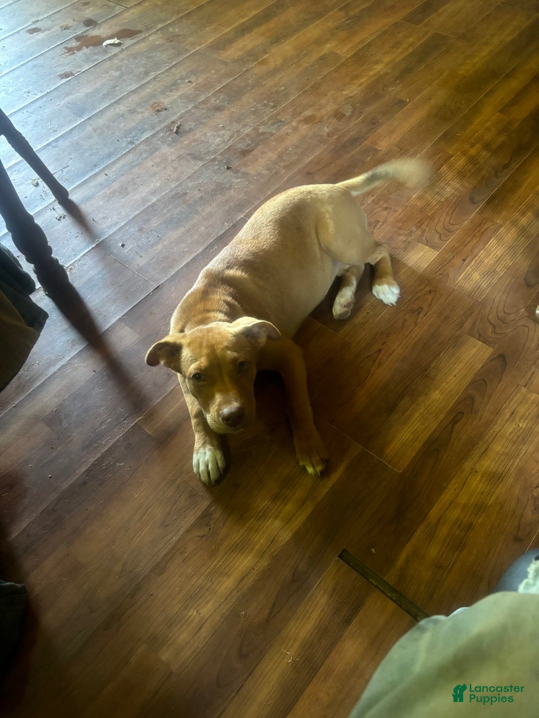 American Pit Bull Terrier dogs for sale: Ginger - Image 2