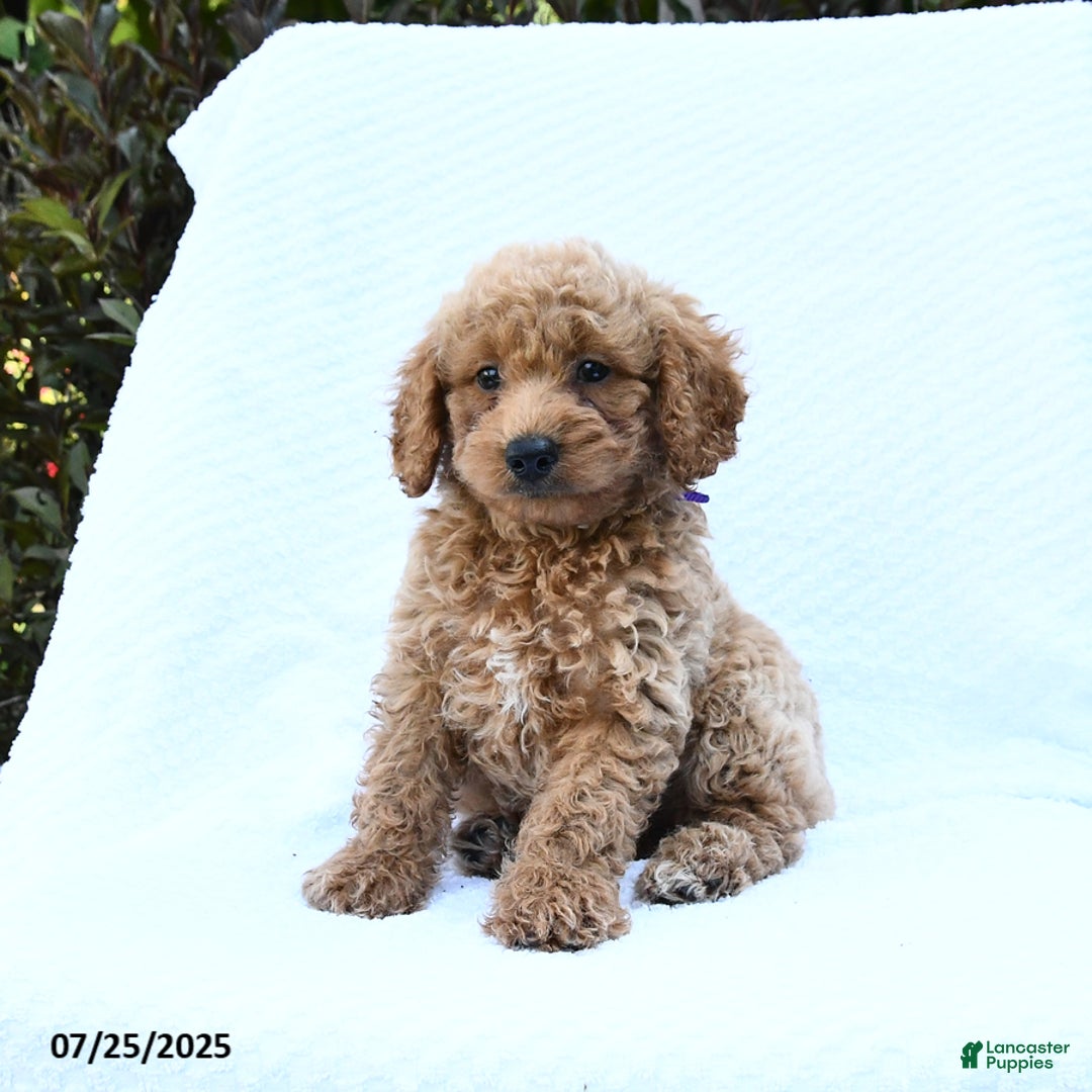 Cockapoo dogs for sale: Cockapoo 8 puppies - Image 16