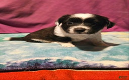 Chihuahua dogs for sale: Mani - Image 17