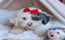 Bichpoo dogs for sale: Bowie - Image 4