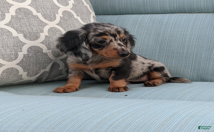 Miniature Dachshund dogs for sale - Ad 2