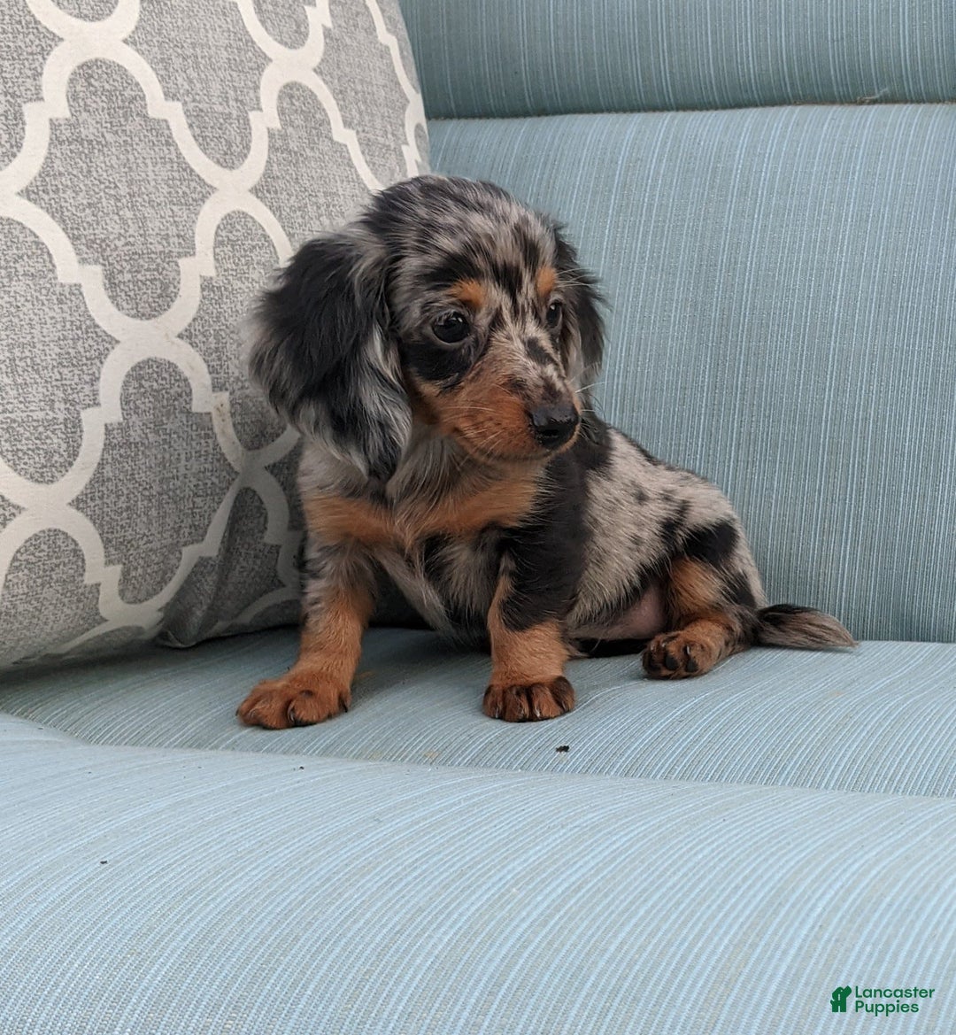 Miniature Dachshund dogs for sale: Princess - Image 1