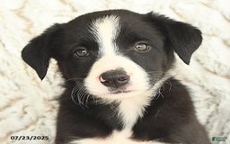 Border Collie dogs for sale: Nellie - Image 2