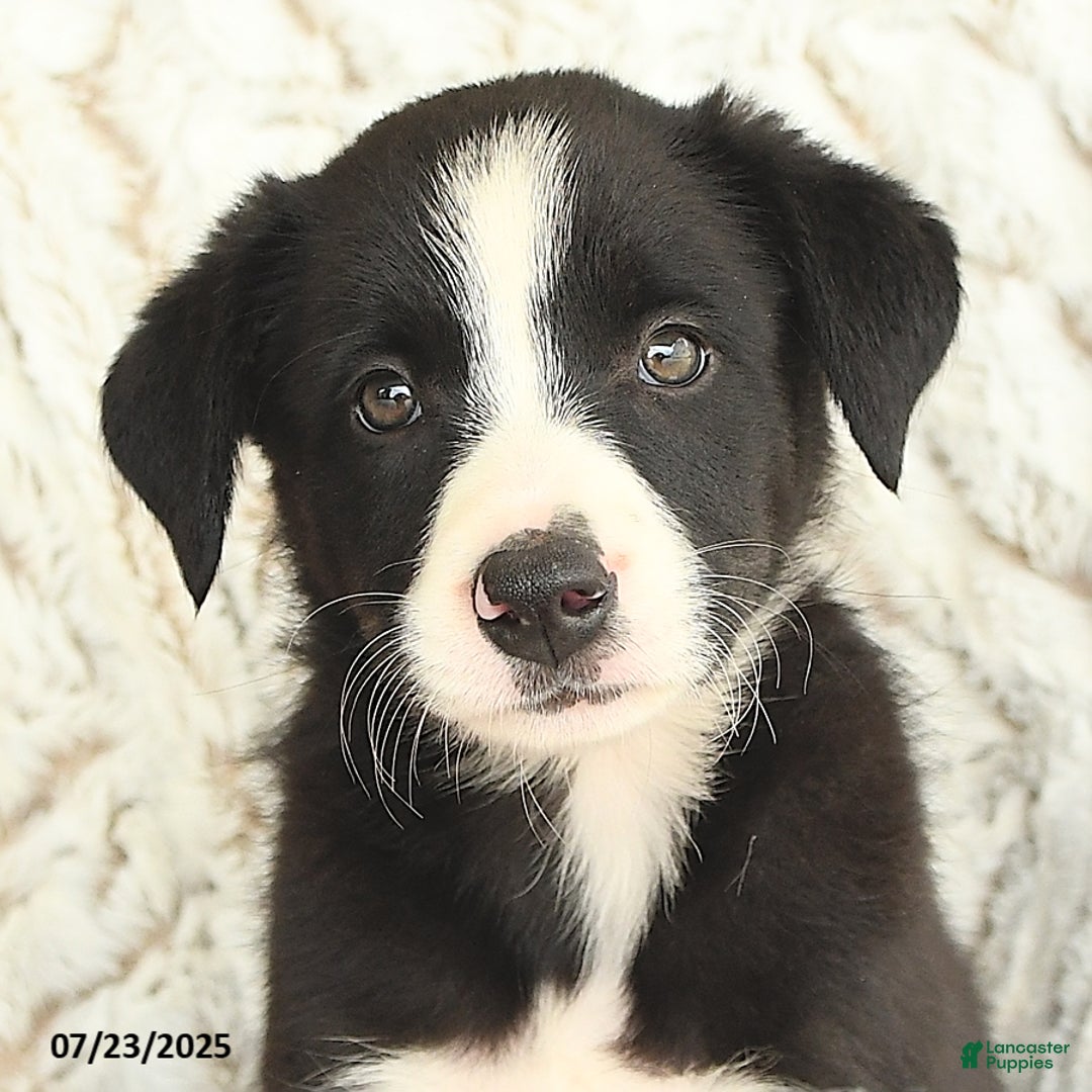 Border Collie dogs for sale: Nellie - Image 2