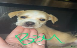 German Shepherd dogs for sale: Mix - Image 1