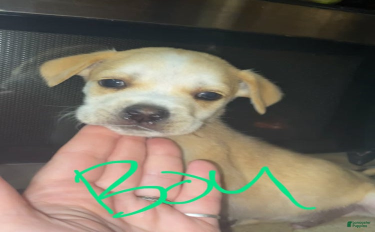 German Shepherd dogs for sale - Ad 5