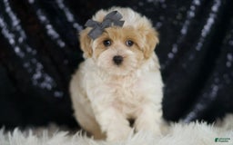 Maltipoo dogs for sale: Orly - Image 4