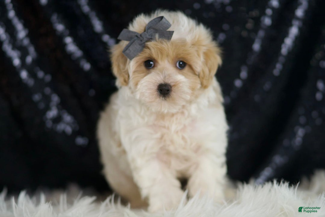 Maltipoo dogs for sale: Orly - Image 4