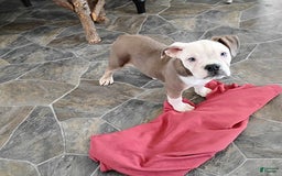 Boston Terrier dogs for sale: Porky - Image 8