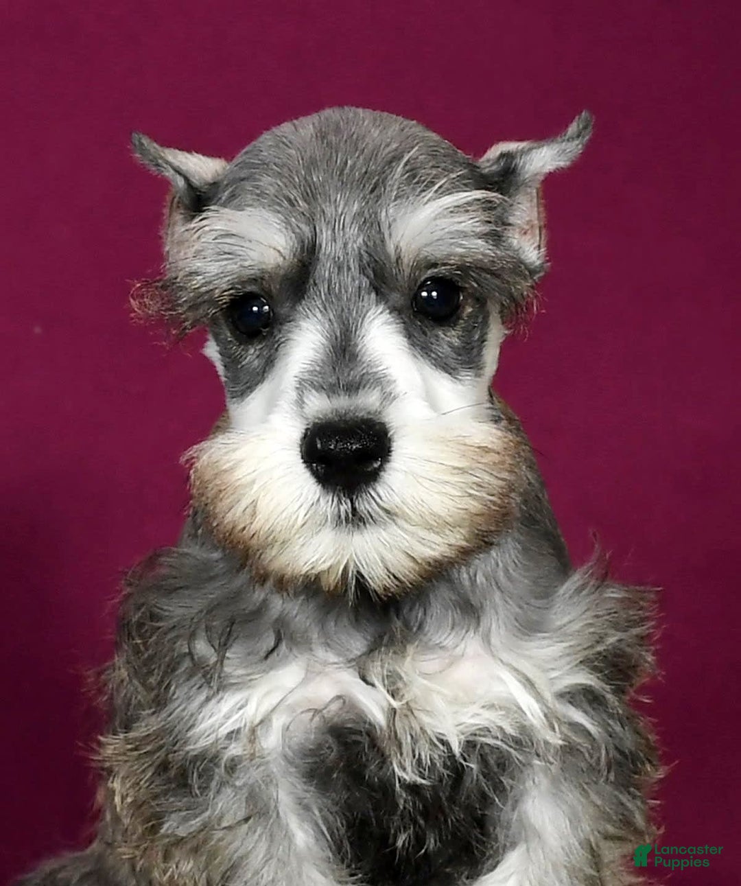 Miniature Schnauzer dogs for sale: Kona - Image 3