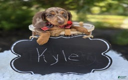 Miniature Dachshund dogs for sale: Kyle - Image 5