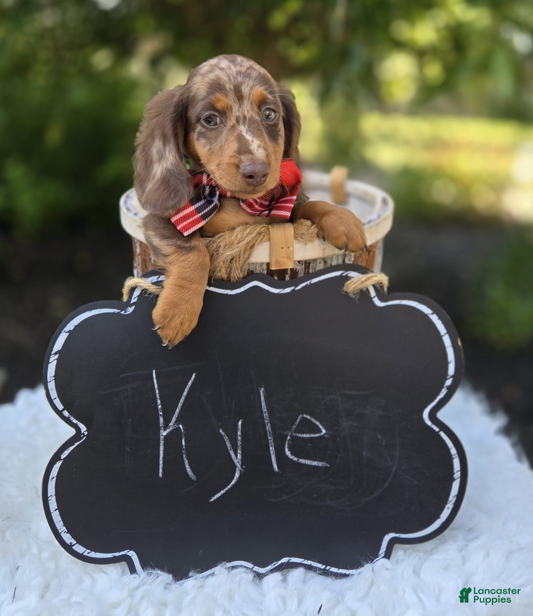 Miniature Dachshund dogs for sale: Kyle - Image 5