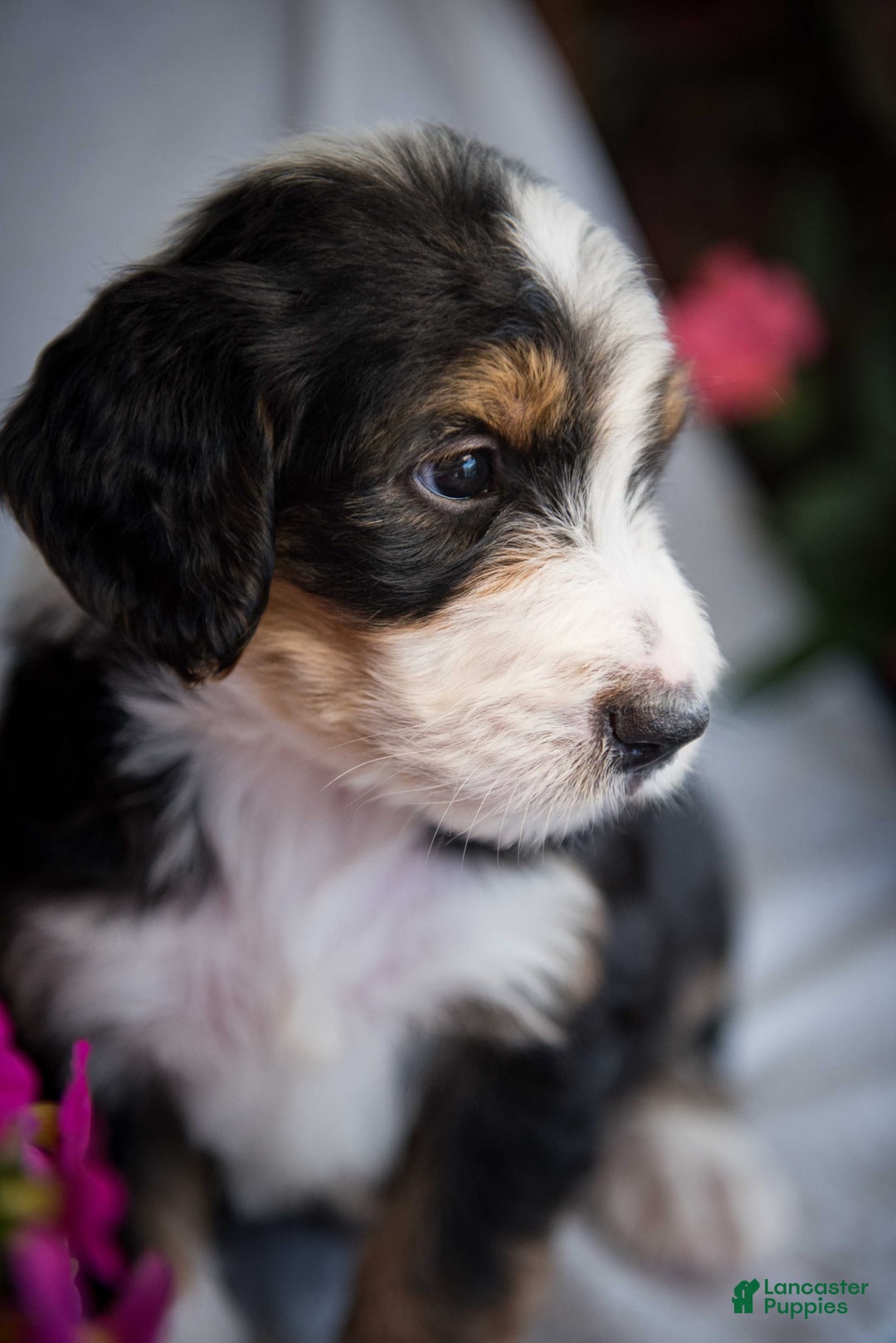 Bernedoodle dogs for sale: Spiderman - Image 2