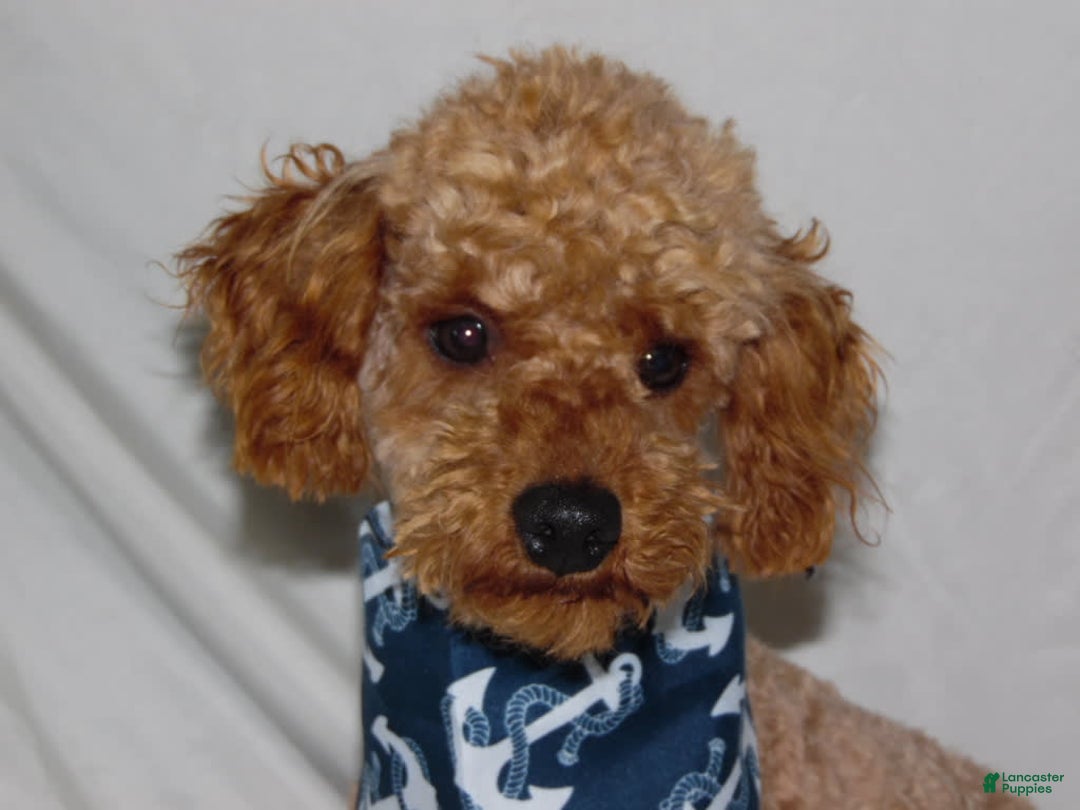 Cockapoo dogs for sale: Alice - Image 8