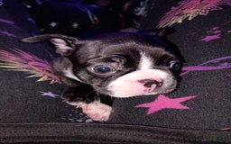 Boston Terrier dogs for sale: Lil Bear - Image 3