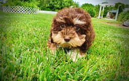 Havapoo dogs for sale: Roxy - Image 6