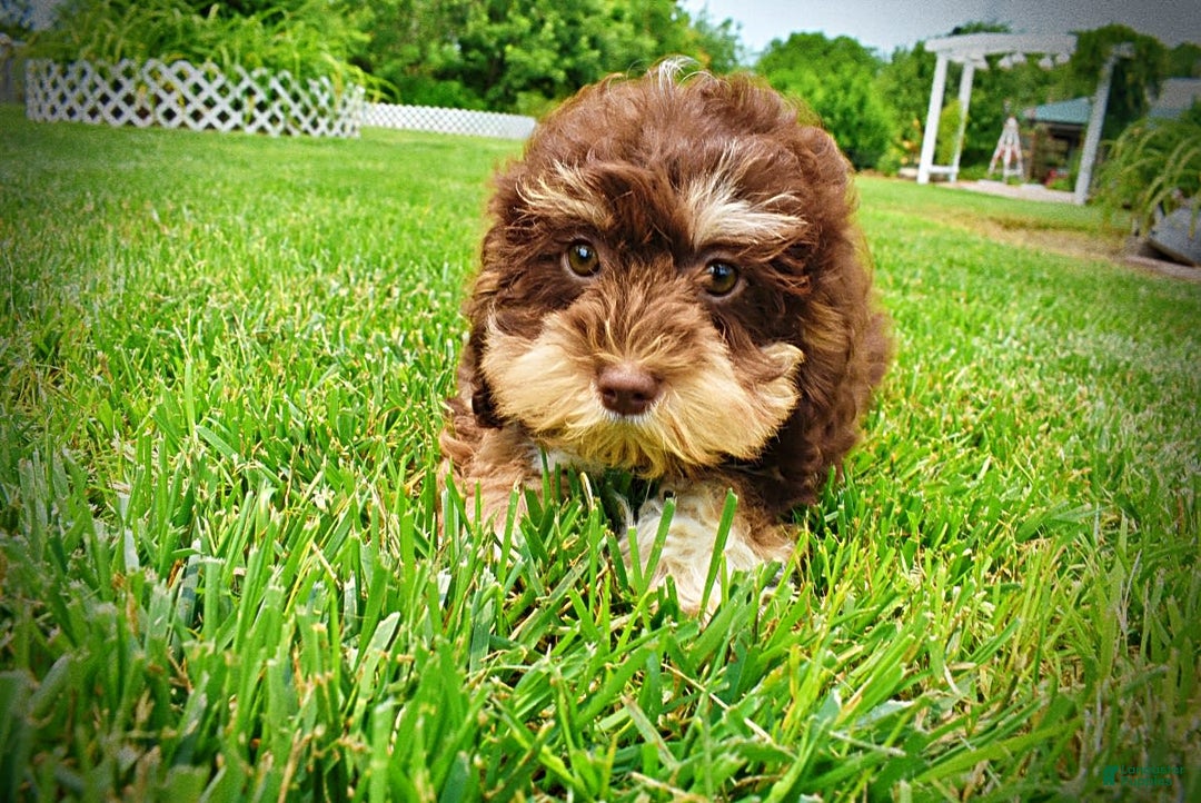 Havapoo dogs for sale: Roxy - Image 6