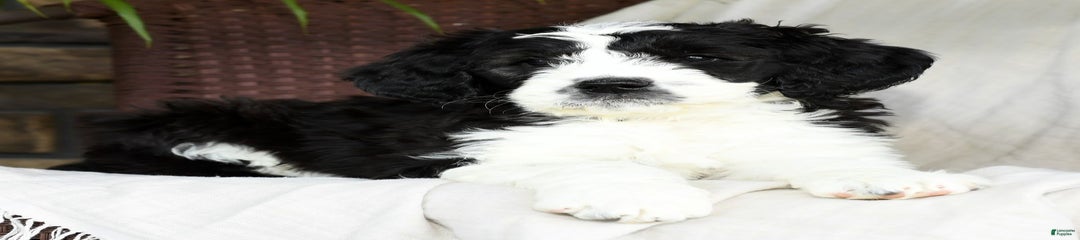 Indi