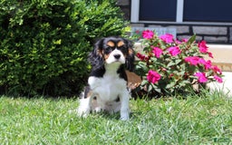 Cavalier King Charles Spaniel dogs for sale: Missy - Image 16