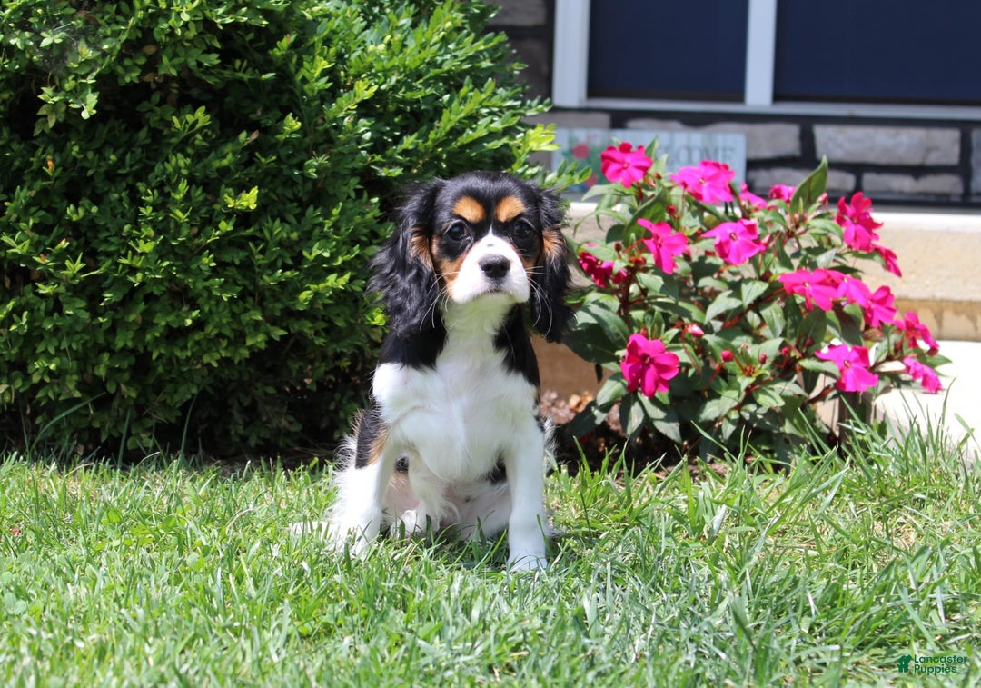 Cavalier King Charles Spaniel dogs for sale: Missy - Image 16