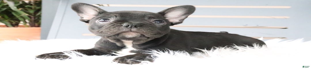 Otis